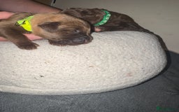 Mixed Breed dogs for sale: Beautiful Family-Raised Sheprador Puppies - Image 17