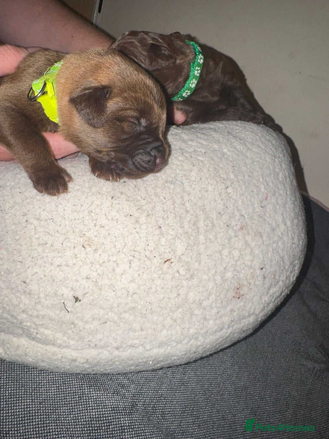 Mixed Breed dogs for sale: Beautiful Family-Raised Sheprador Puppies - Image 17