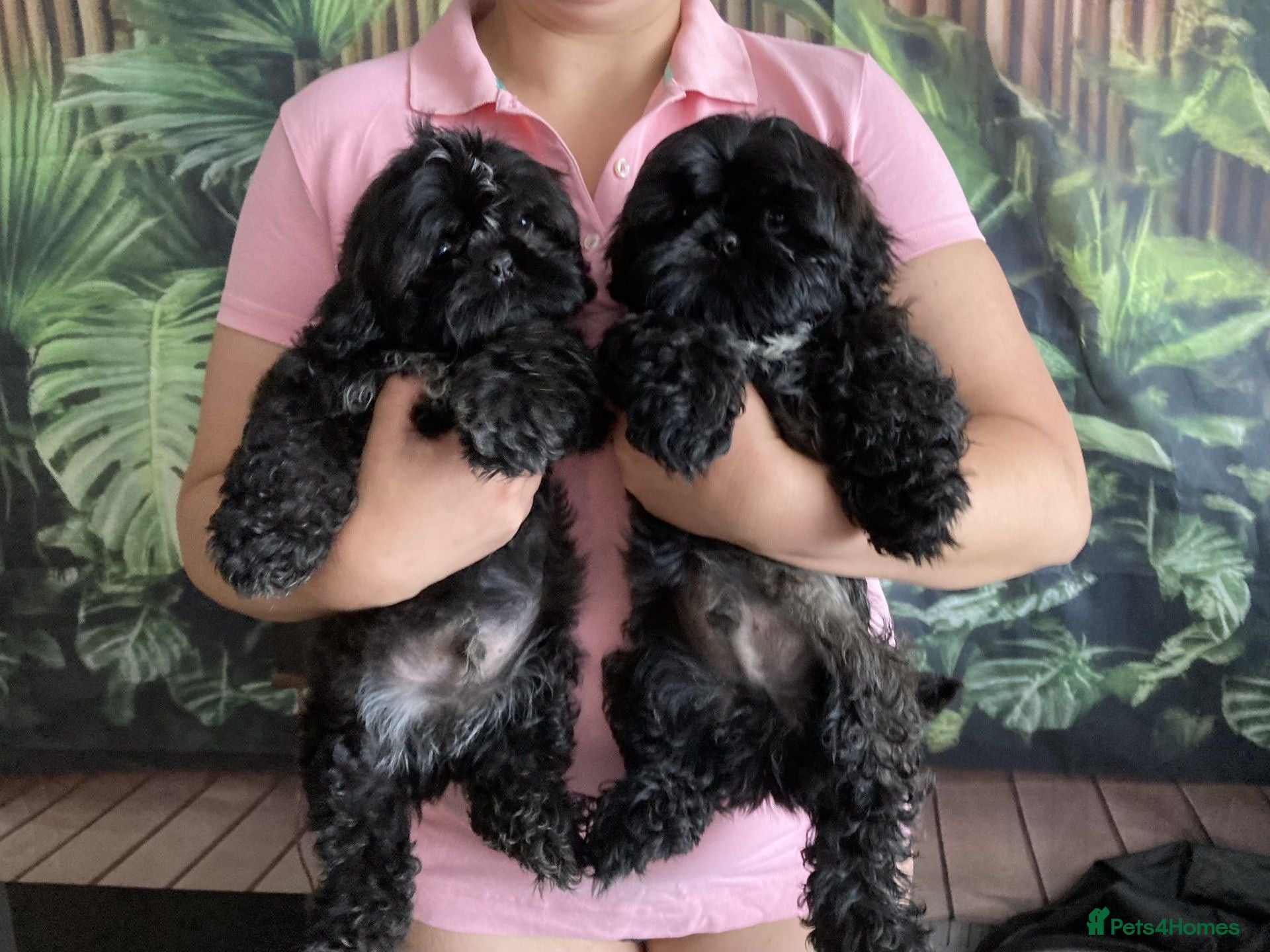 Shih Tzu dogs Outstanding Shih Tzu Puppies - Advert 1