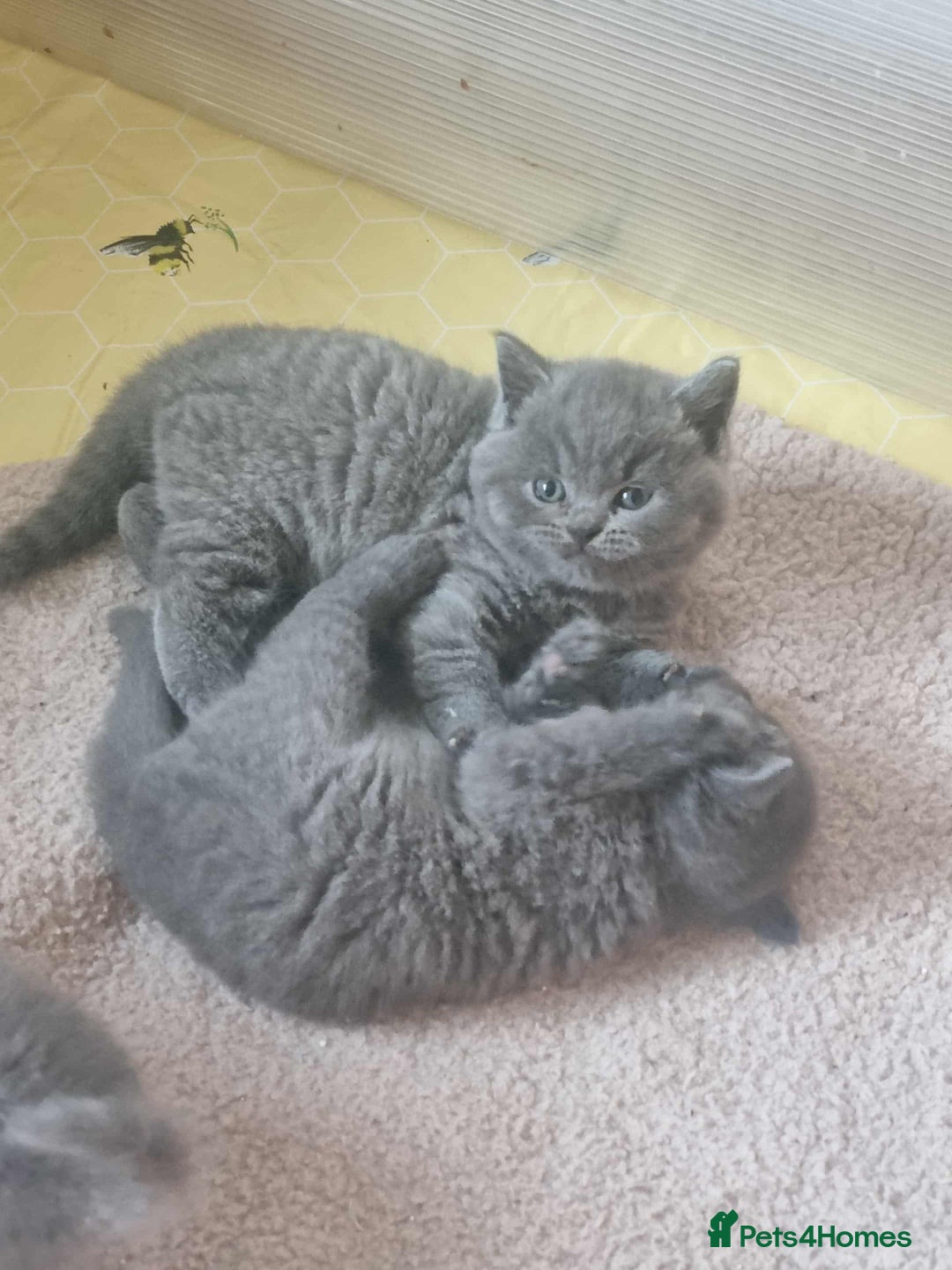 British Shorthair cats for sale: 🐾Beautiful British Shorthair Kittens 🐾 - Image 1