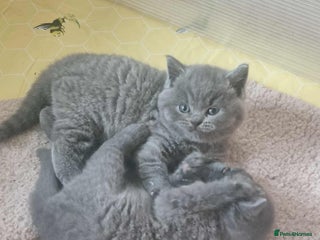 British Shorthair cats - Advert 14