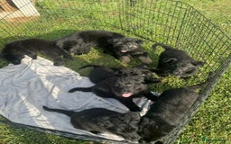German Shepherd dogs for sale: German shepherd puppies  - Image 3