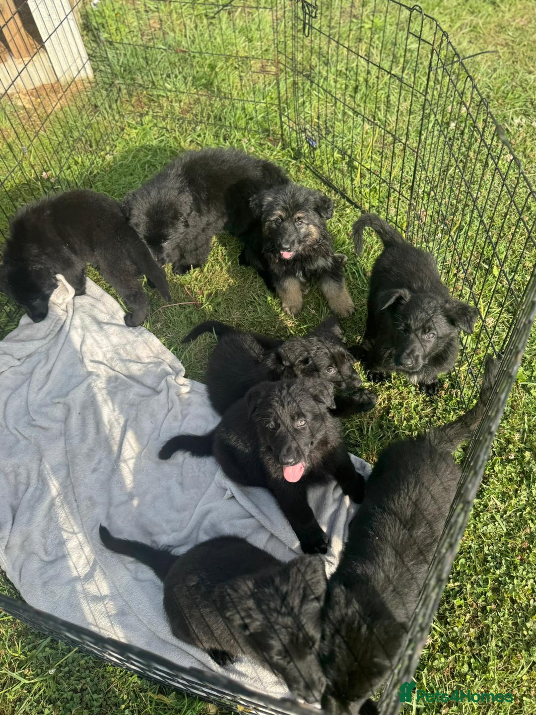 German Shepherd dogs for sale: German shepherd puppies  - Image 3