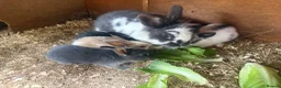Mixed Breed rabbits for sale: gorgeous baby bunnies  - Advert 6