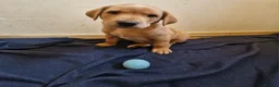 Labrador Retriever dogs for sale: Labrador black boy left!!! Red collar!!! - Advert 6