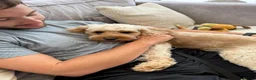 Cavapoo dogs for adoption: BEAR FOSTER TO ADOPT-Cornwall/Devon/SomersetBorder - Advert 3