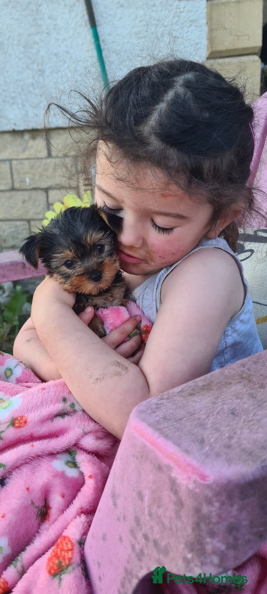 Yorkshire Terrier dogs for sale: Tiny beautiful Yorkshire Terrier - Image 1
