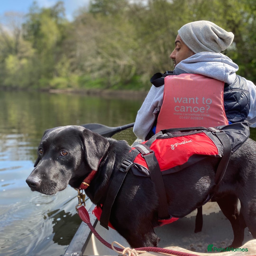 Labrador Retriever dogs for stud: KC Labrador, Health and DNA-Tested, Proven Stud in Cobham - Image 6