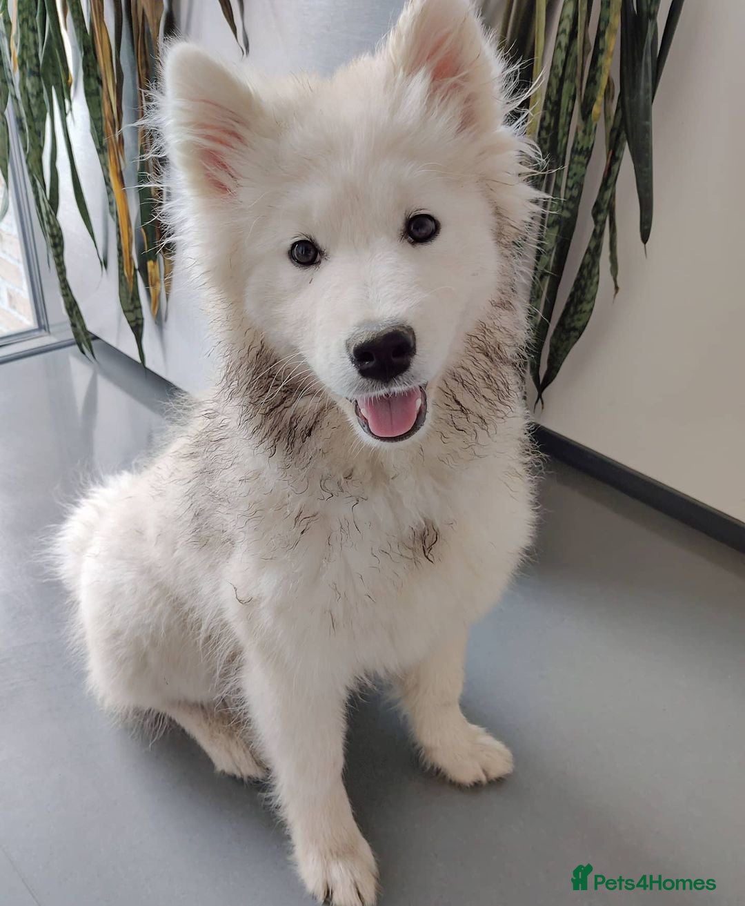 Samoyed dogs for sale: Adorable Samoyed Male For Rehome - Image 2