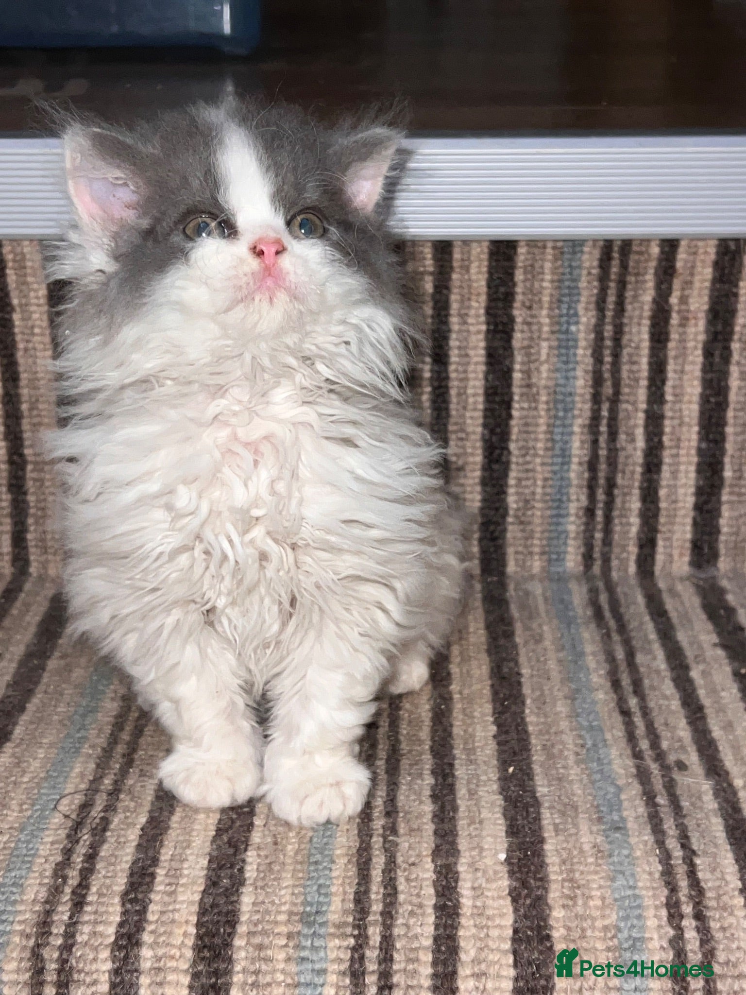 Selkirk Rex cats Gorgeous Selkirk rex kittens 😻 - Advert 1