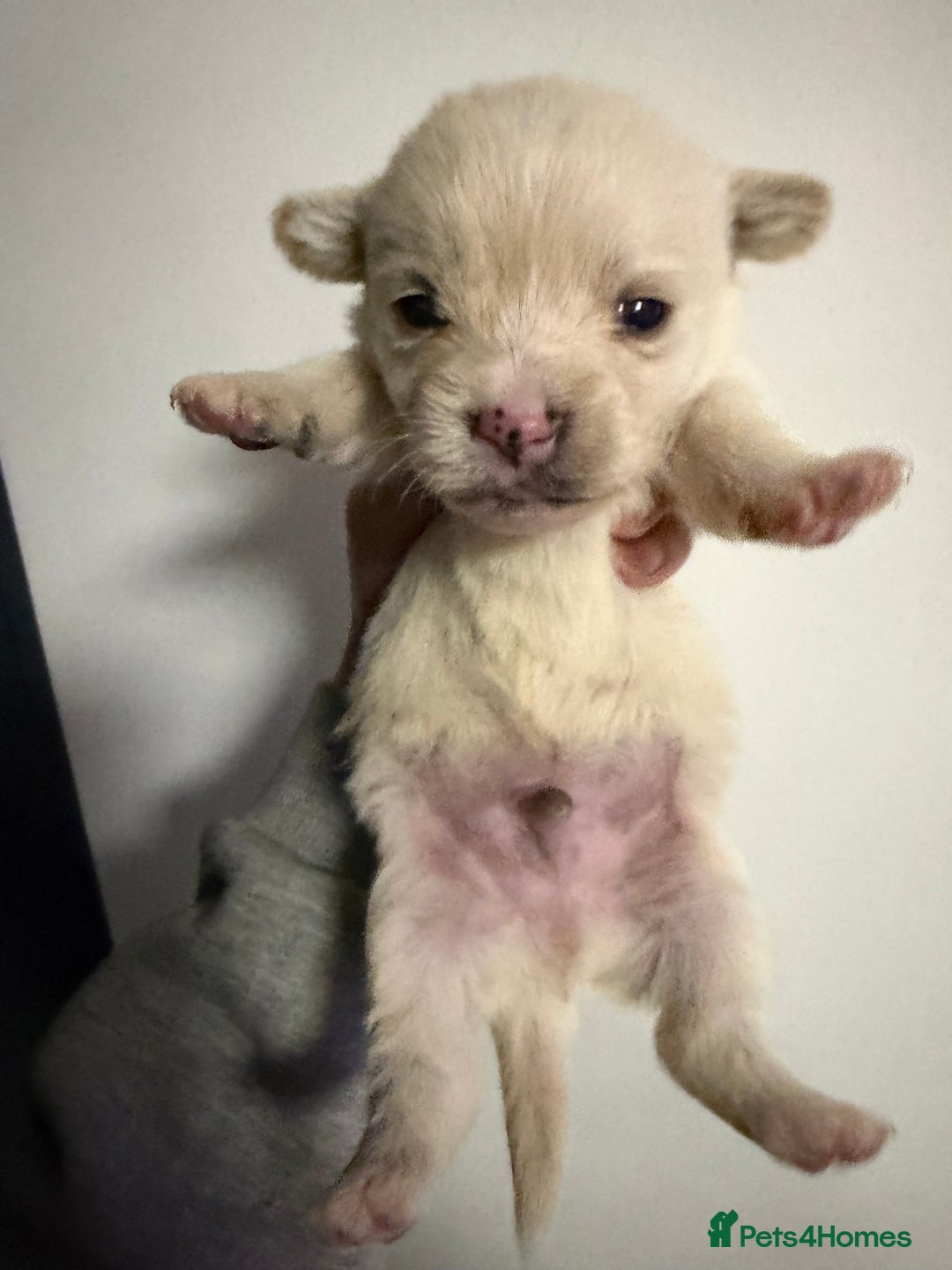 Mixed Breed dogs for sale: West highland terrier cross danishSwedish farm dog - Advert 4