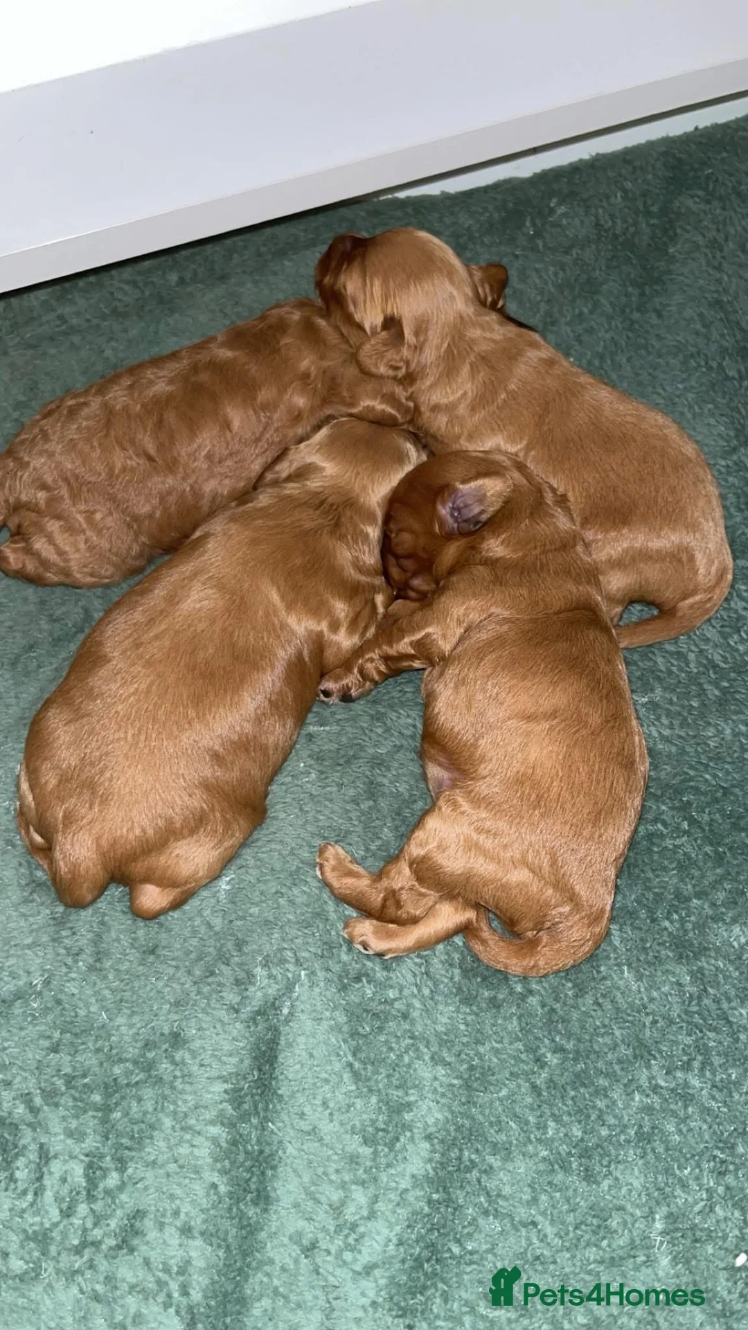 Miniature Poodle dogs for stud:  ⭐️KC PRINCE CHARMING BLUE BOY MINIATURE POODLE⭐️ - Advert 20