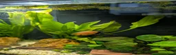 Gouramis fish for sale: 3x Honey gourami   in Totnes - Advert 4