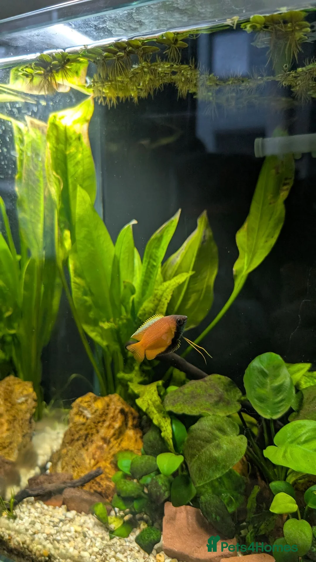 Gouramis fish for sale: 3x Honey gourami   in Totnes - Advert 4