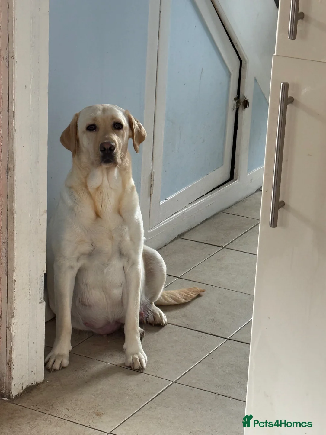 Labrador Retriever dogs for sale: Labrador puppies  - Advert 1