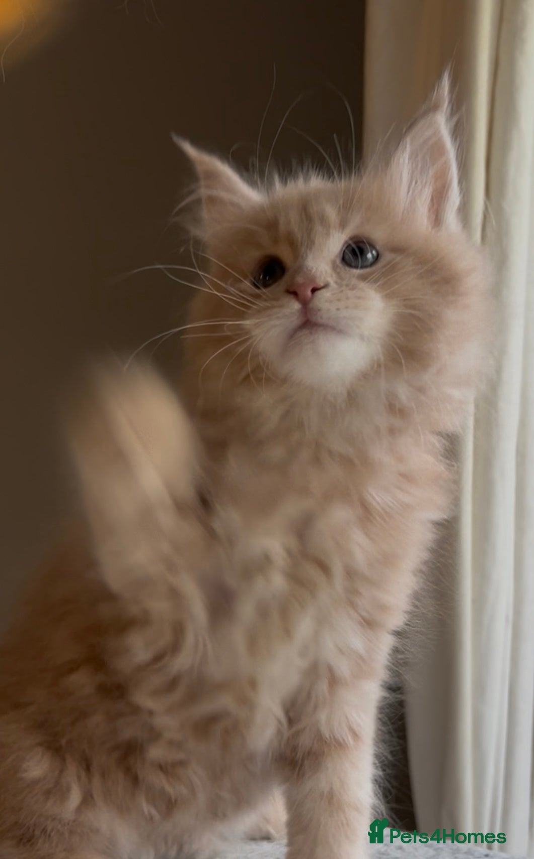 Maine Coon cats Blue Cream Tortie girl READY NOW - Advert 9