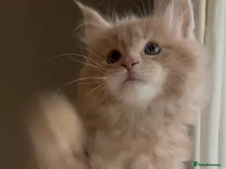 Maine Coon cats Blue Cream Tortie girl READY NOW - Advert 9