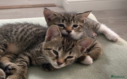 Mixed Breed cats for sale: Gorgeous 8 week old female tabby kittens - Image 2