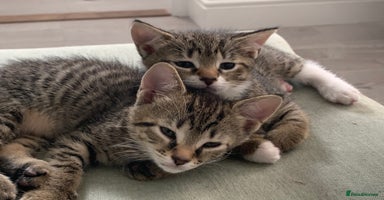 Mixed Breed cats - Advert 1