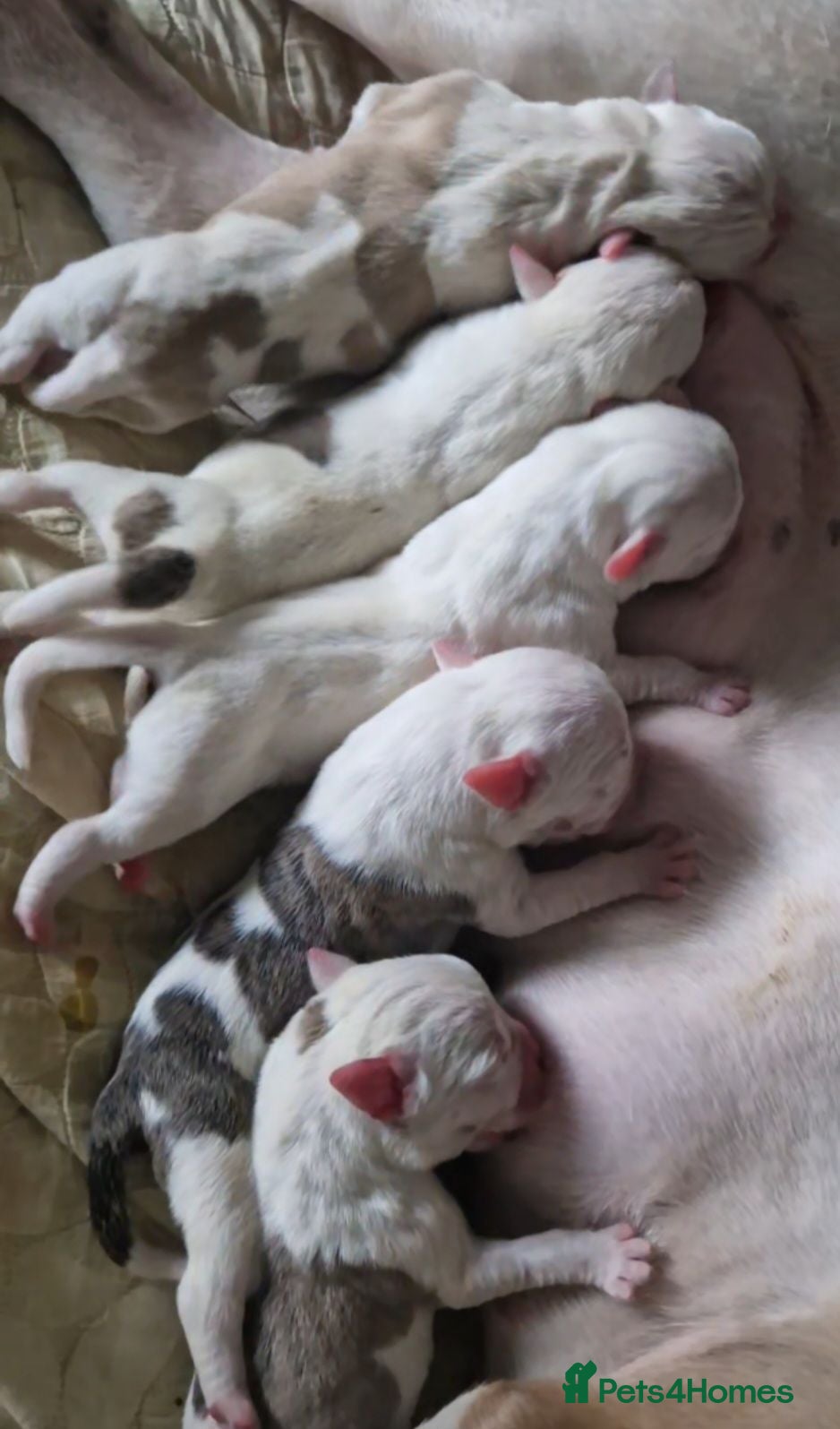 American Bulldog dogs These 3 babies are looking for there forever home - Advert 1