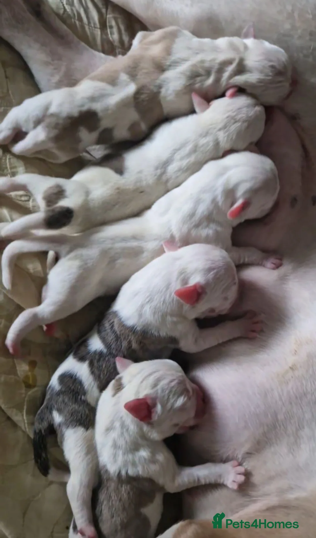 American Bulldog dogs for sale: These 3 babies are looking for there forever home - Advert 1