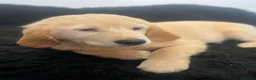 Golden Retriever dogs for sale: Stunning KC Golden Retriever pups - Advert 9