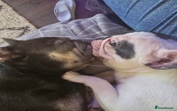 French Bulldog dogs for sale: 4yr old neutered pedigree male french bulldog - Advert 12