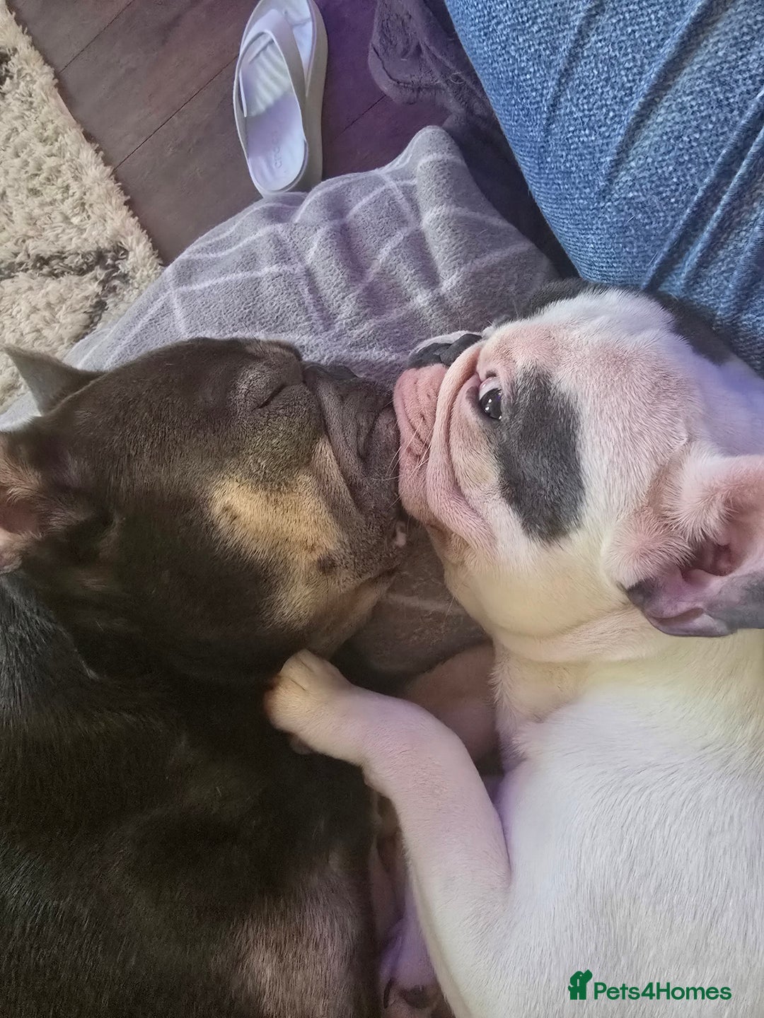 French Bulldog dogs for sale: 4yr old neutered pedigree male french bulldog - Advert 12