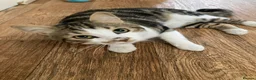 Mixed Breed cats for sale: 1 year old friendly loving male cat  - Advert 2