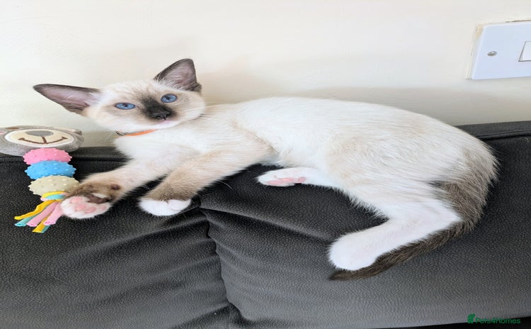 Ragdoll cats - Advert 16
