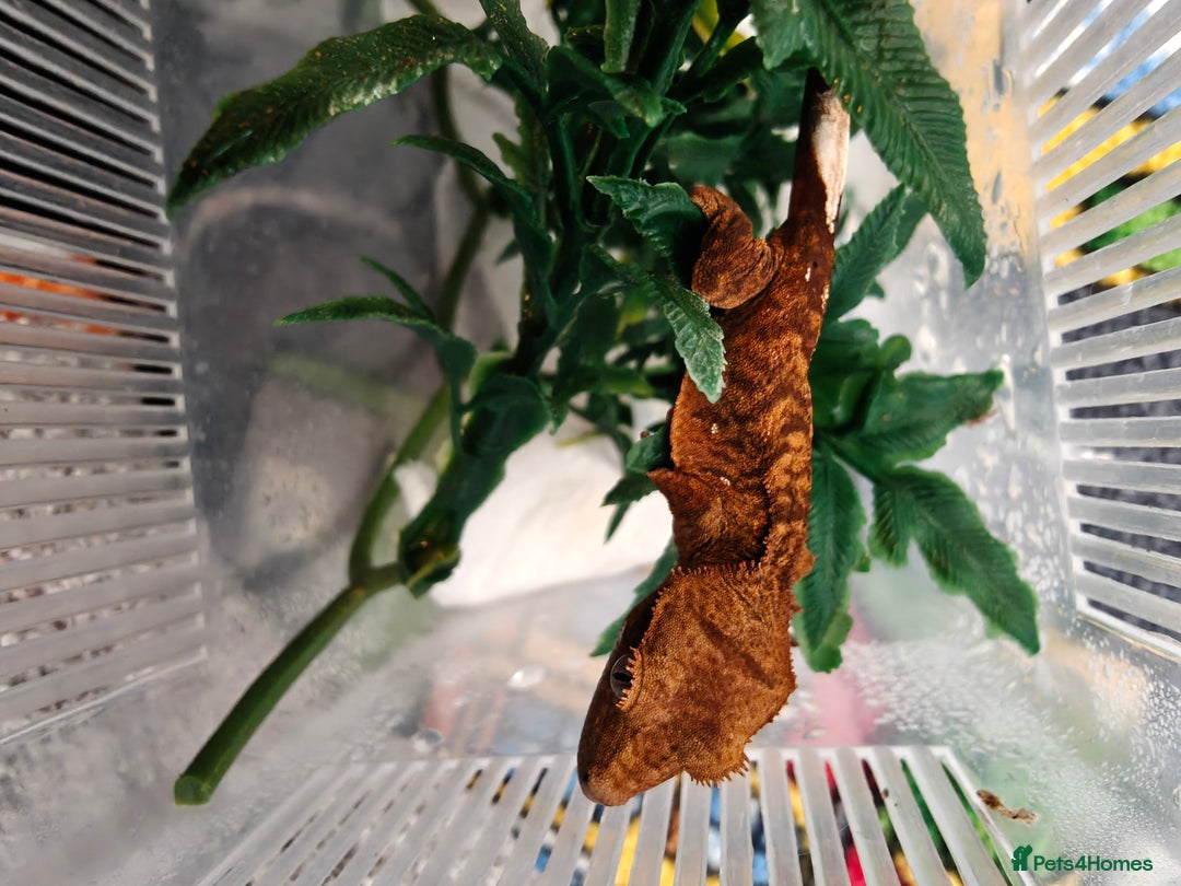 Gecko reptiles for sale: Unsexed Baby Crested Geckos - Advert 4