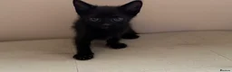 Mixed Breed cats for sale: Kittens READY! Sphynx cross - Advert 15