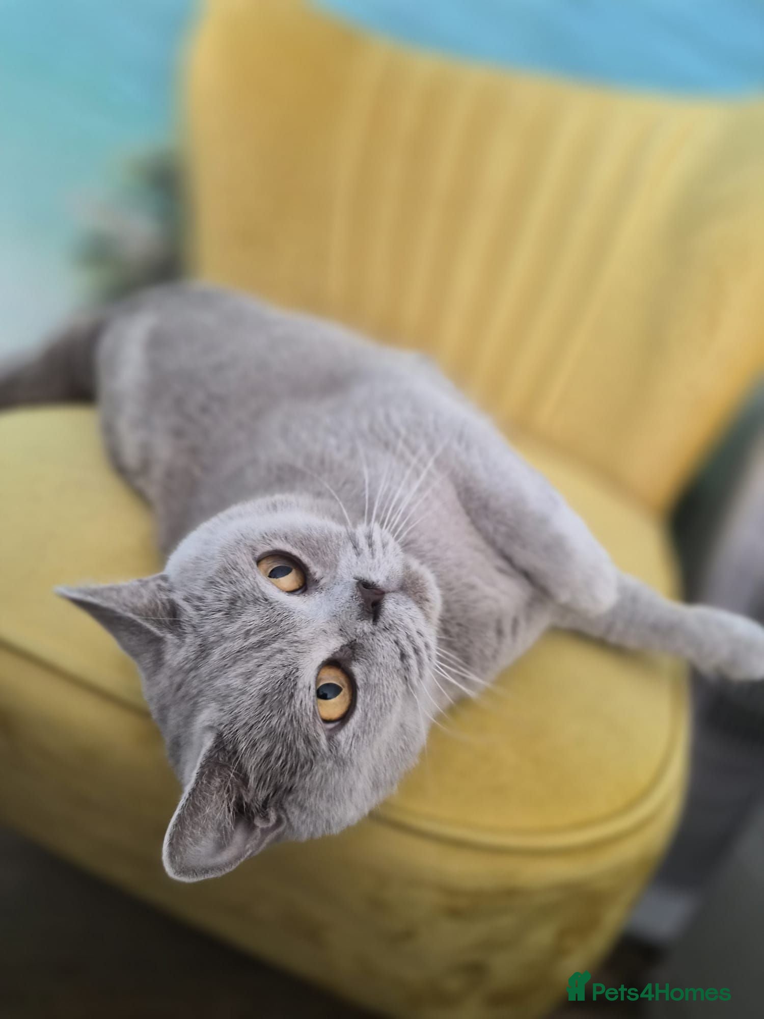 British Shorthair cats Adorable British shorthair kittens - Ready now 😻 - Advert 1
