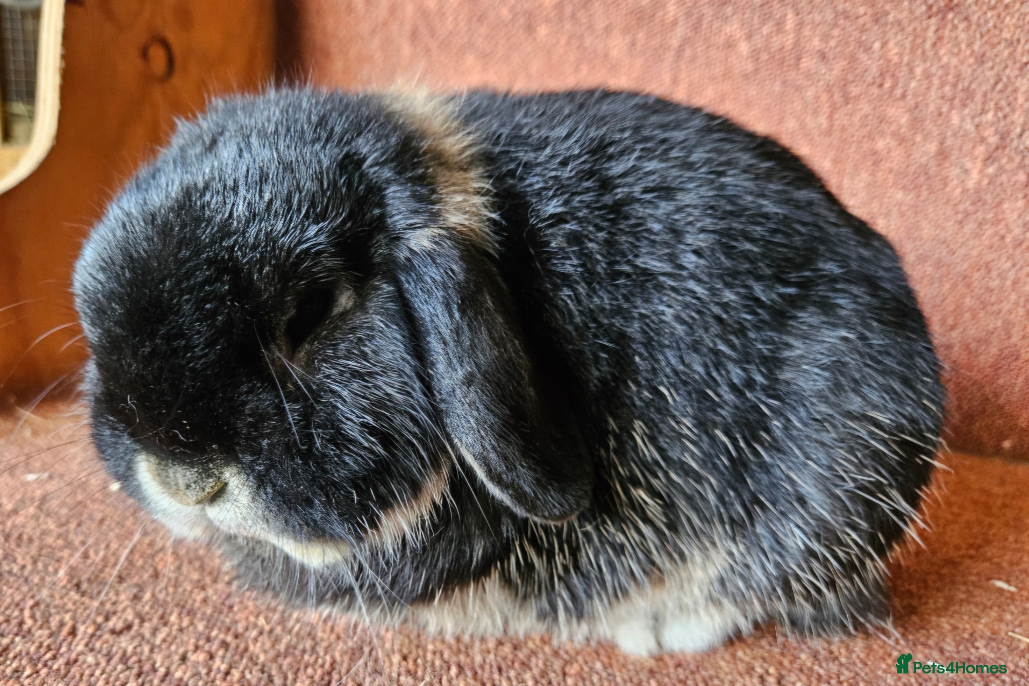 Mini Lop rabbits Older Pure Mini lop Buck . Vaccinated  - Advert 1