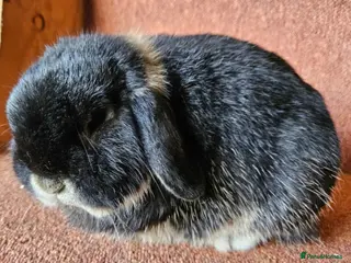 Mini Lop rabbits Older Pure Mini lop Buck . Vaccinated - Advert 1