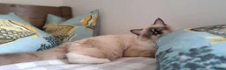 Ragdoll cats for sale: 💠FiFe registered Ragdoll kittens for sale💠 in Bristol - Advert 26