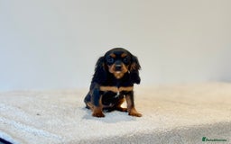 Cavalier King Charles Spaniel dogs for sale: Black & Tan Cavalier King Charles Spaniels - Advert 6