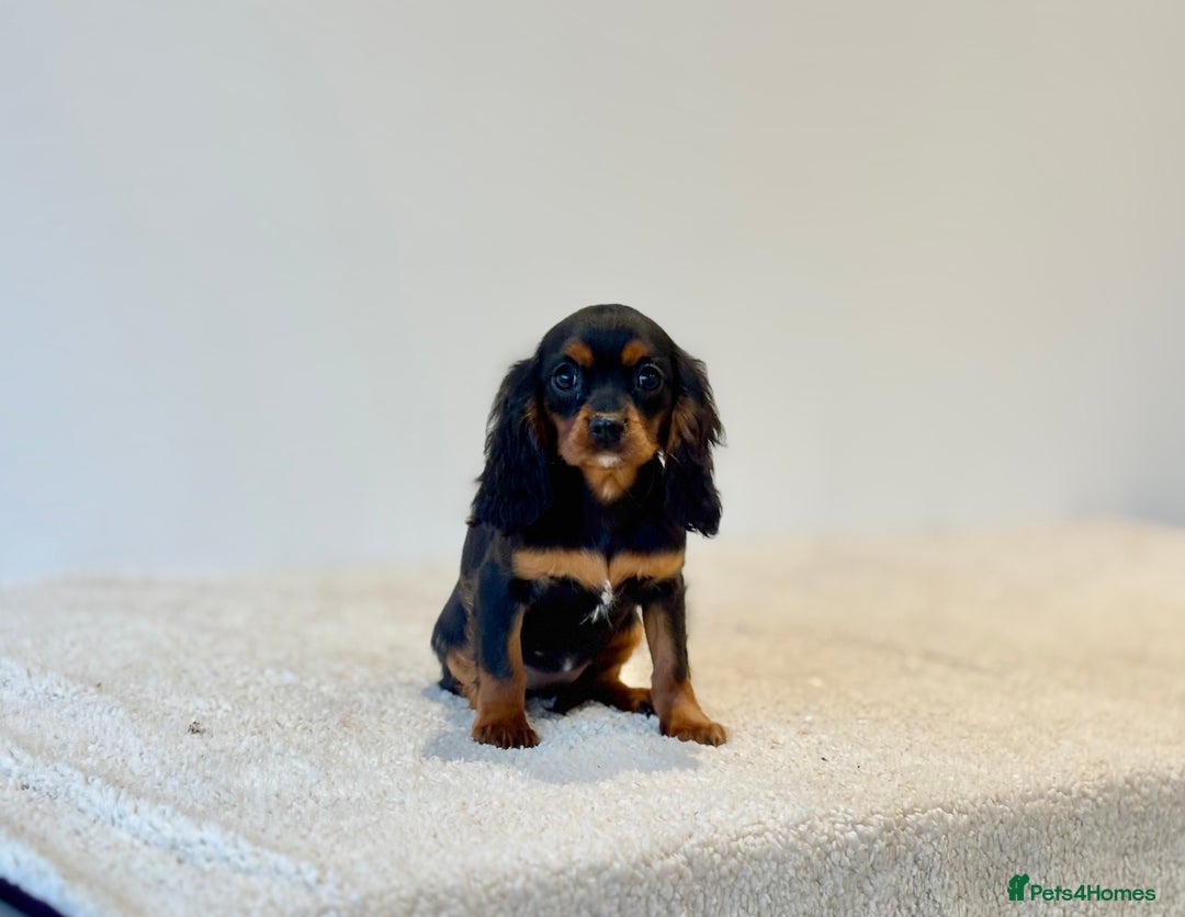 Cavalier King Charles Spaniel dogs for sale: Black & Tan Cavalier King Charles Spaniels - Advert 6
