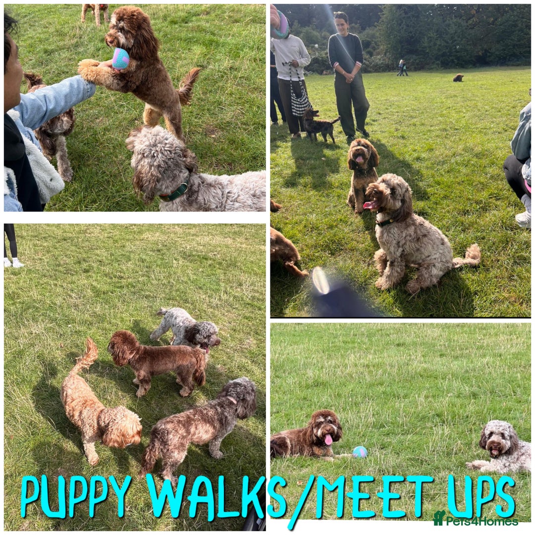 Cockapoo dogs for sale: Merle/ Red and Chocolate brown cockapoo puppies - Advert 23