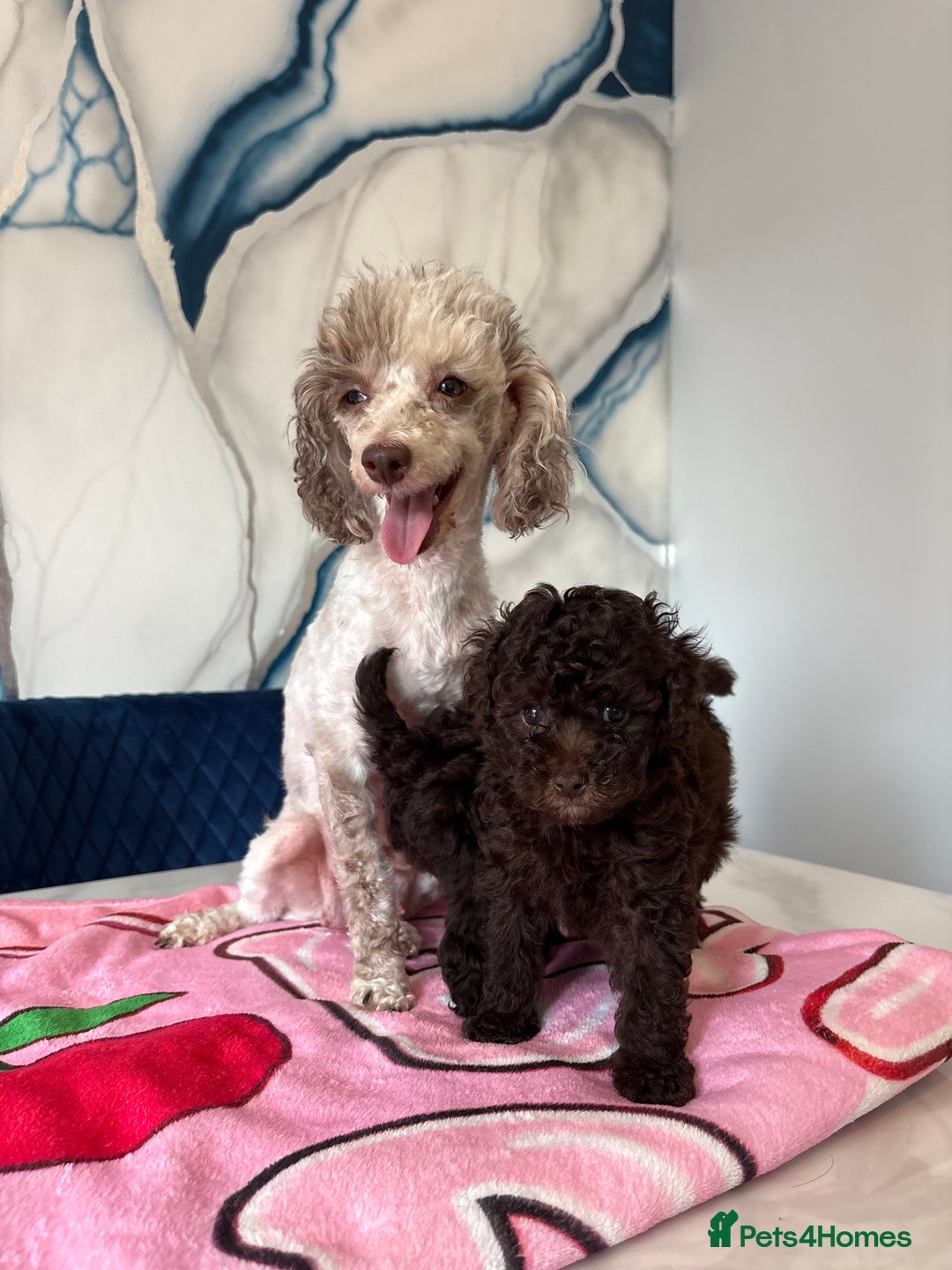 Toy Poodle dogs for sale: 1 Male & 1 Female Toy Poodle - Image 24