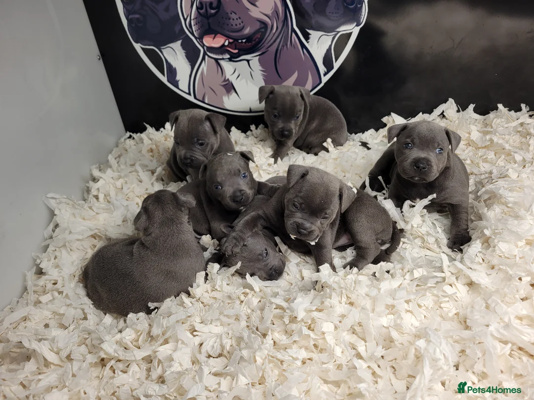 Staffordshire Bull Terrier dogs for sale: Blue kc staffys - Advert 2