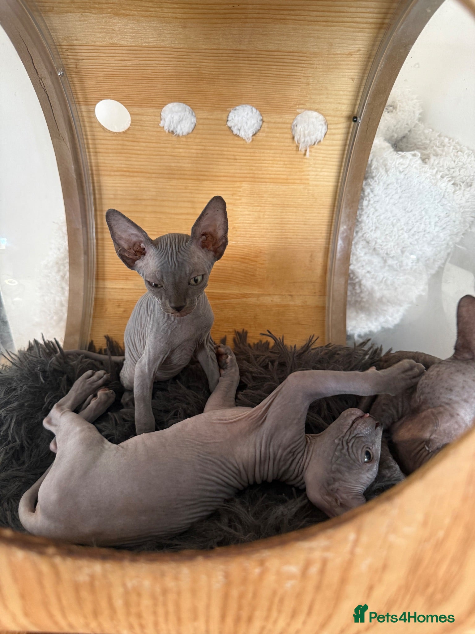 Sphynx cats Sphynx cannadian kittens ready now  - Advert 1
