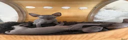 Sphynx cats for sale: Sphynx cannadian kittens ready now  - Advert 12