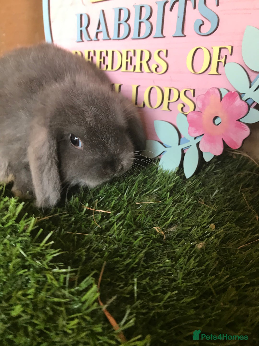 Mini Lop rabbits for sale: Mini lop baby rabbits - Image 5