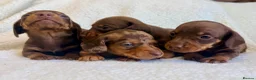 Miniature Dachshund dogs for sale: True miniature dachshunds - Advert 7
