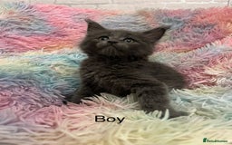 Maine Coon cats for sale: Maine Coon Kittens - Image 3