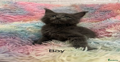 Maine Coon cats - Advert 11