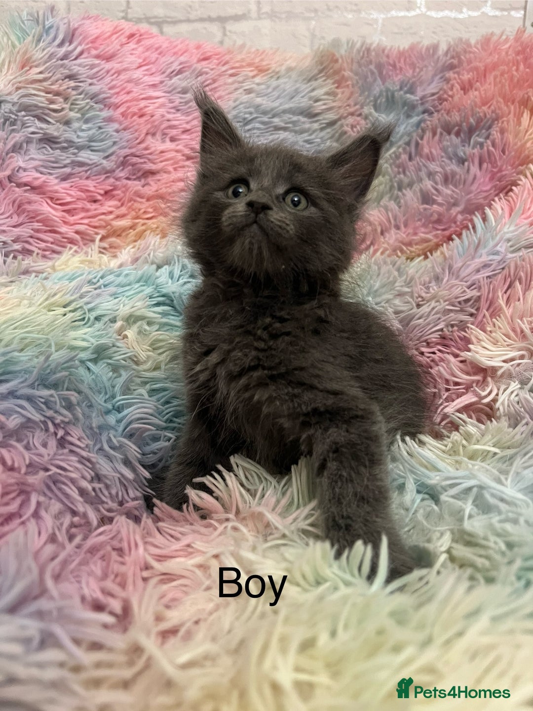 Maine Coon cats for sale: Maine Coon Kittens - Image 3