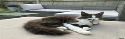 Mixed Breed cats for sale: 2 Beautiful and healthy kittens for sale  in Bath - Advert 1