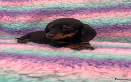 Miniature Dachshund dogs for sale: Miniature Dachshund Boys and Girls From £700 - Image 21